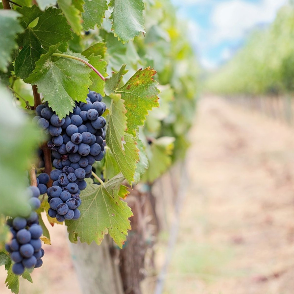 Um dia de uvas a barris e cálices sob o sol da Toscana